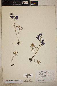 Delphinium nuttallianum image