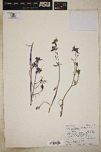 Delphinium nuttallianum var. nuttallianum image