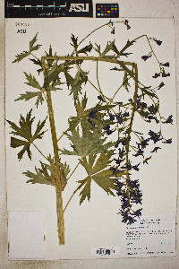 Delphinium occidentale image