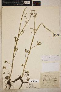 Delphinium parishii subsp. parishii image