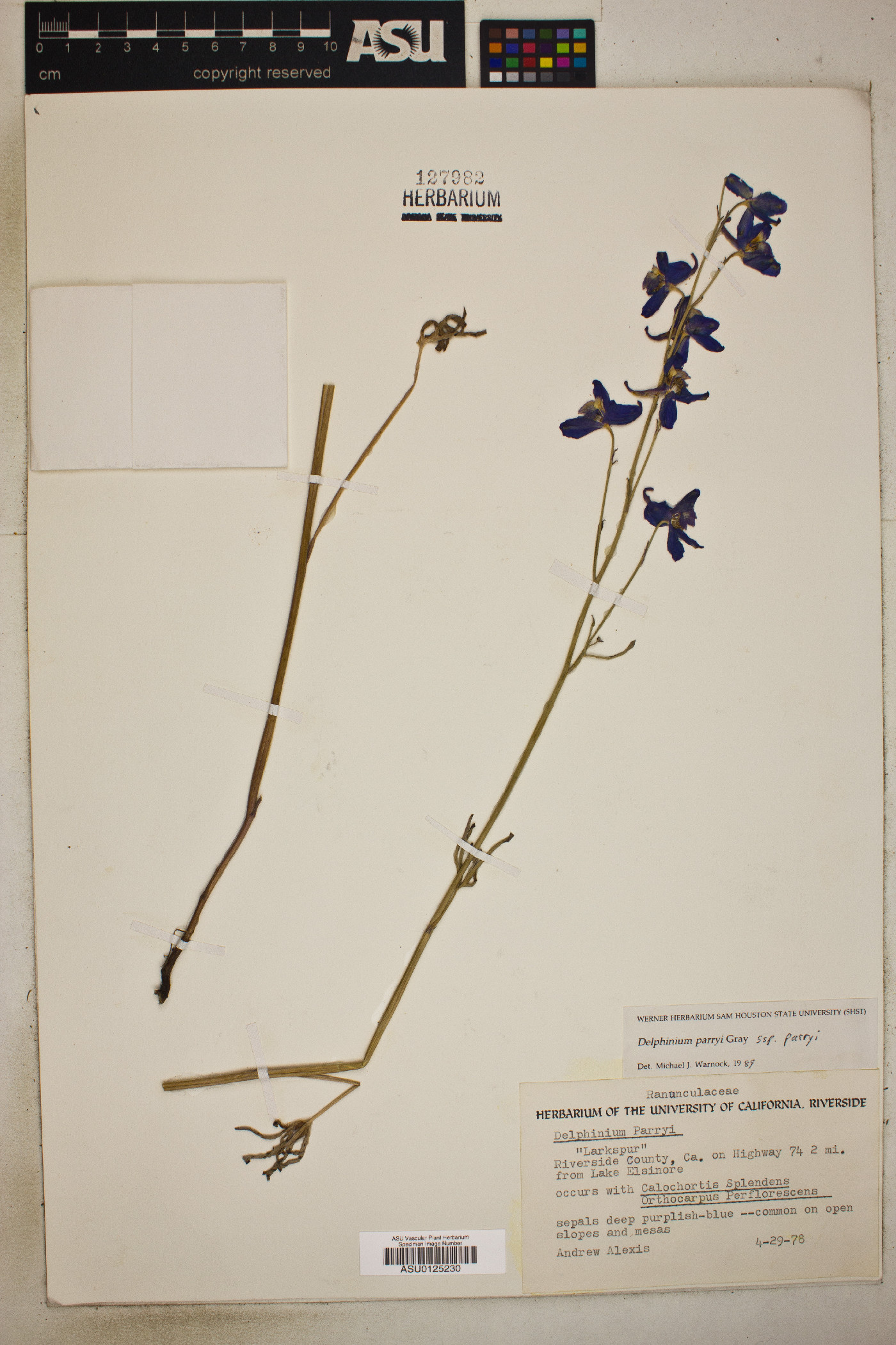 Delphinium parryi subsp. parryi image