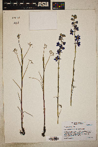 Delphinium parryi image