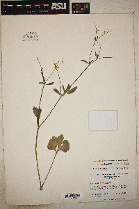 Ranunculus abortivus subsp. abortivus image