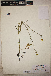 Ranunculus acriformis var. acriformis image