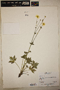 Ranunculus acris image