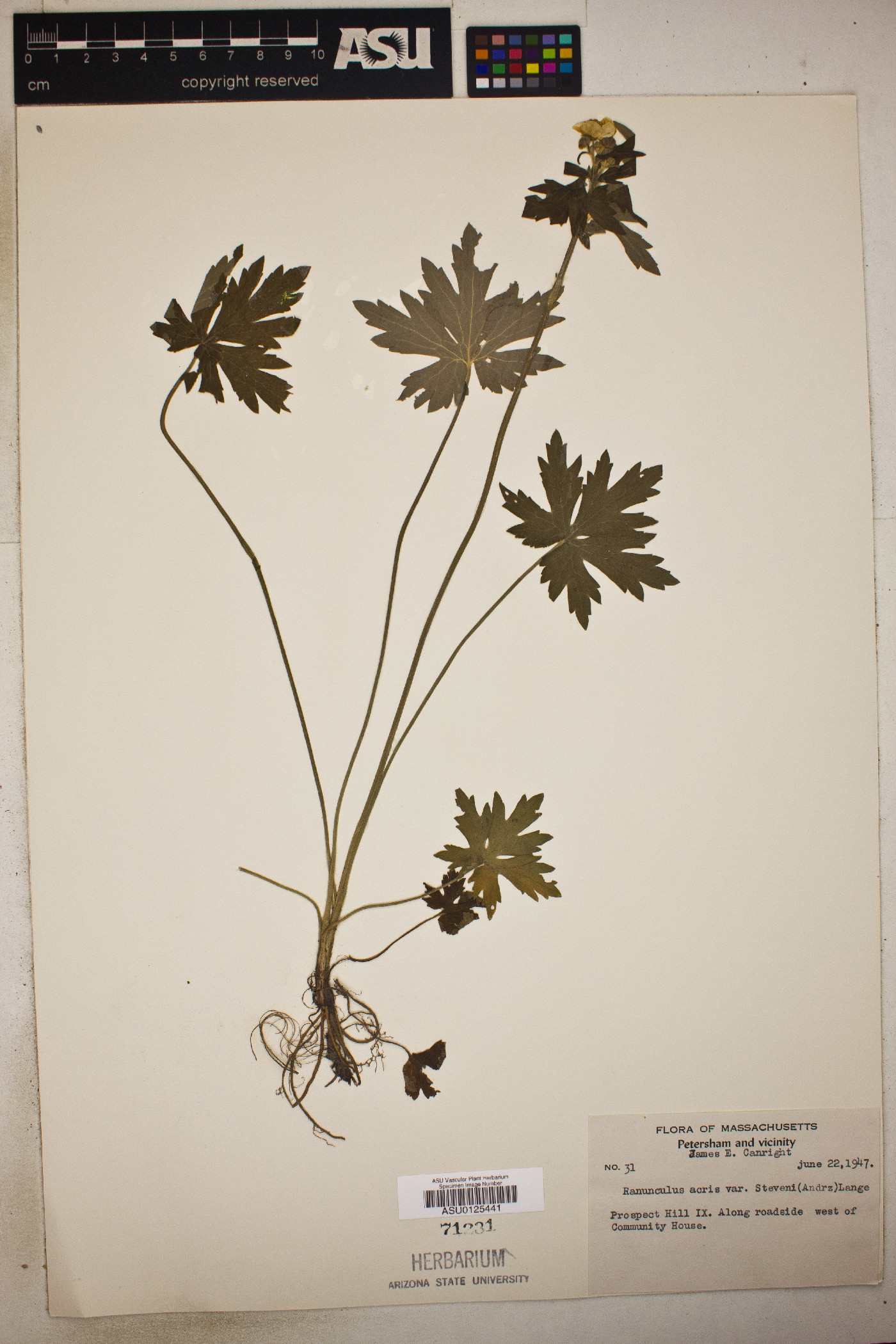 Ranunculus acris var. stevenii image