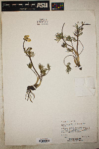 Ranunculus adoneus var. alpinus image