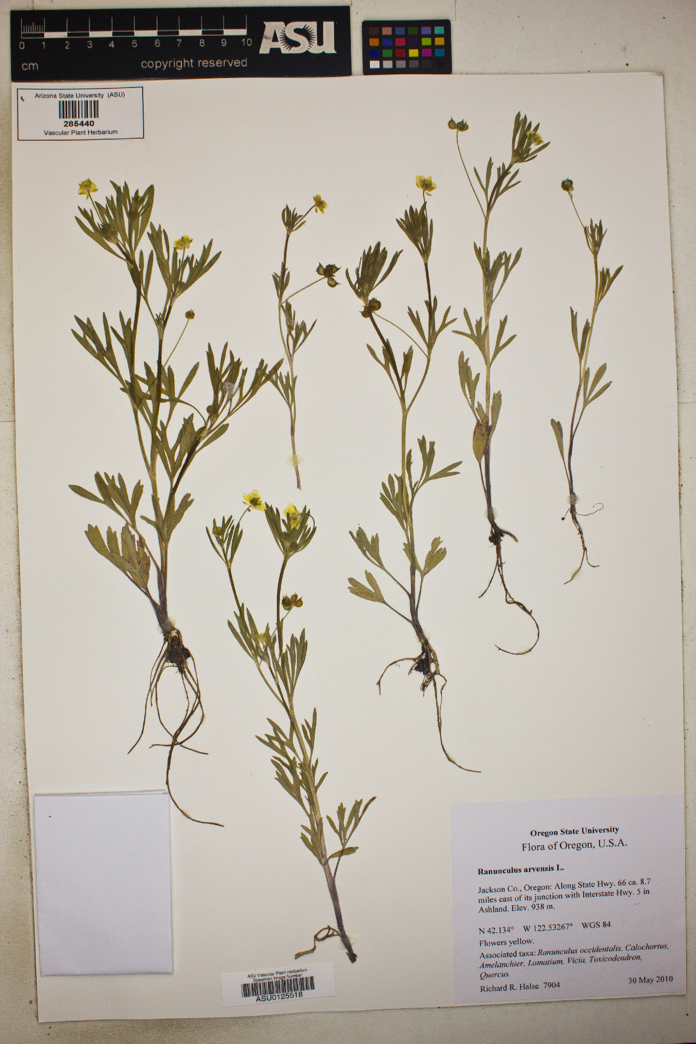 Ranunculus arvensis image