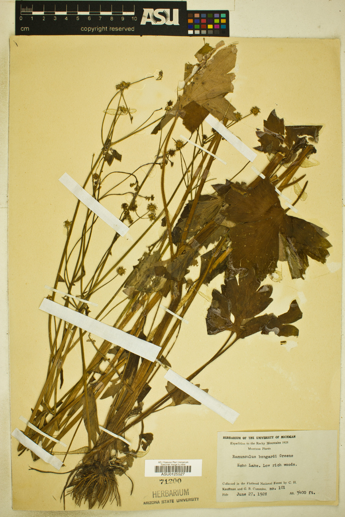 Ranunculus bongardii image