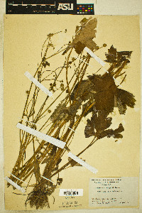 Image of Ranunculus bongardii