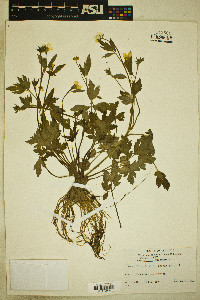 Ranunculus bulbosus image