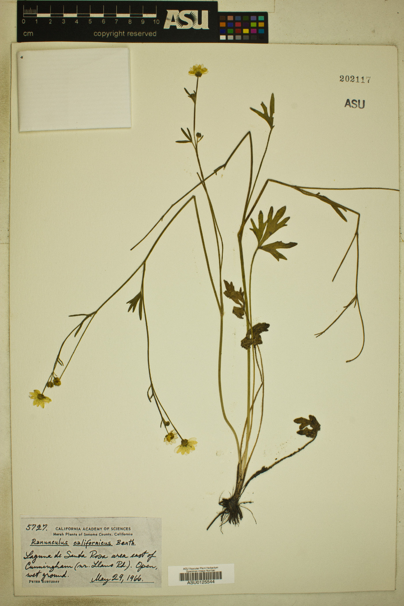 Ranunculus californicus image