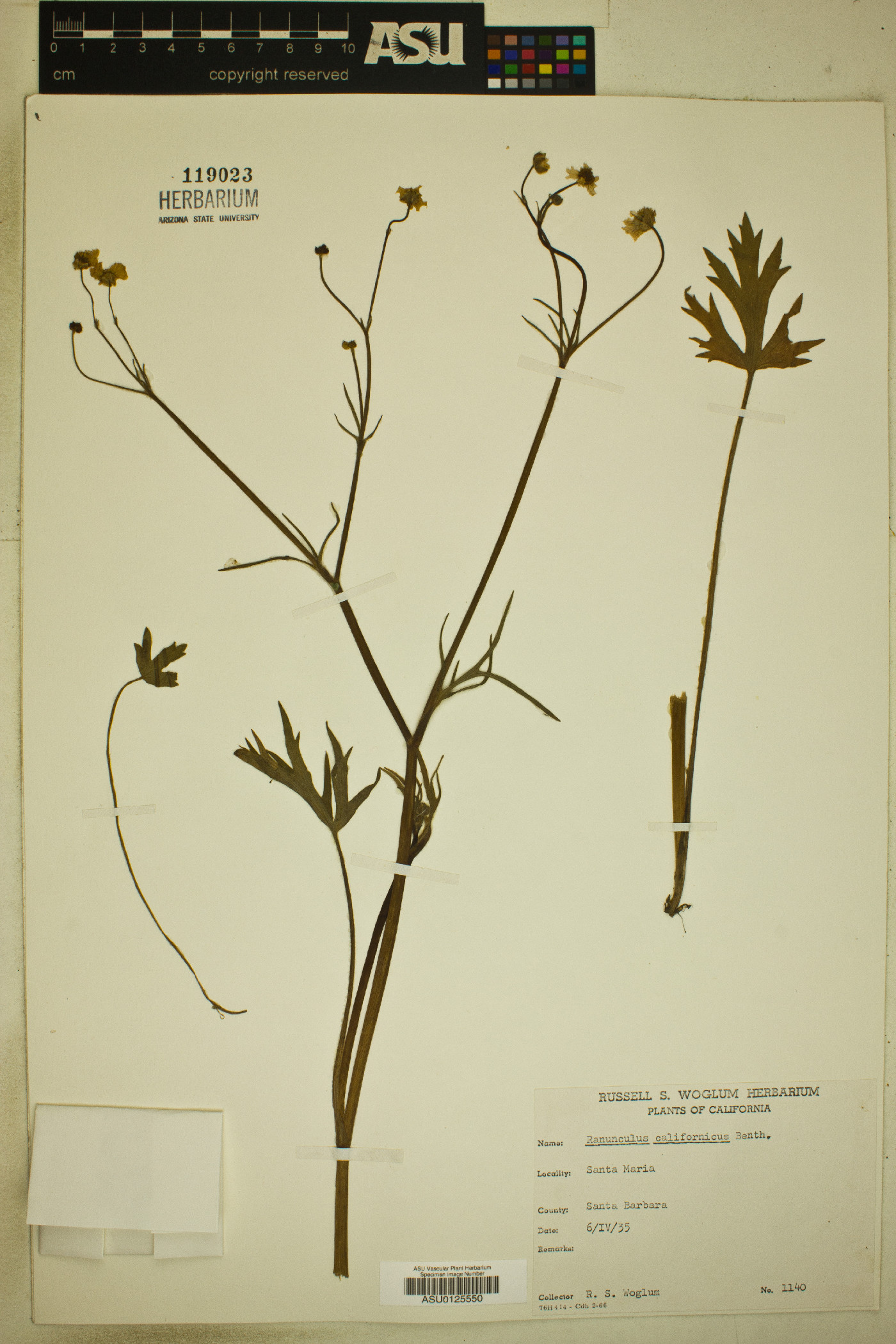 Ranunculus californicus image