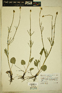 Ranunculus cardiophyllus image