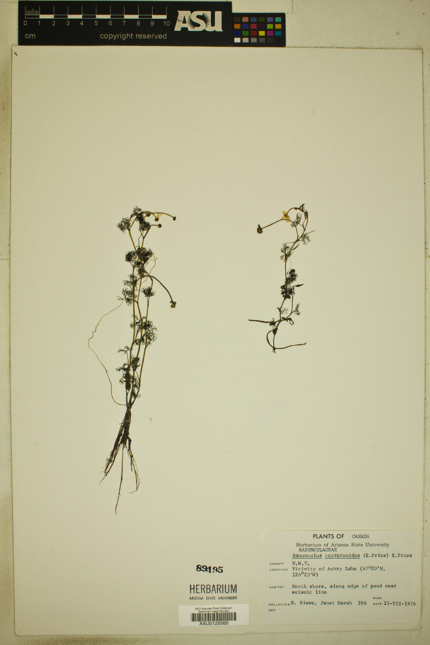 Ranunculus trichophyllus var. eradicatus image