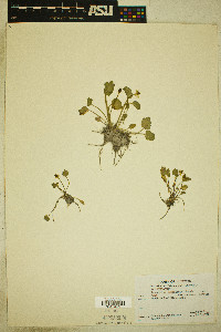 Ranunculus cymbalaria image