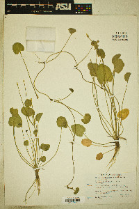 Ranunculus cymbalaria image