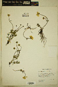 Ranunculus eschscholtzii image