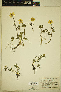 Ranunculus eschscholtzii var. trisectus image