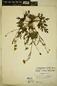 Ranunculus fascicularis image