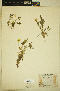 Ranunculus fascicularis image