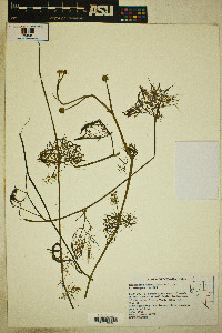 Ranunculus flabellaris image