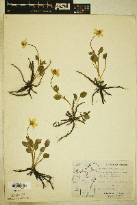 Ranunculus glaberrimus image