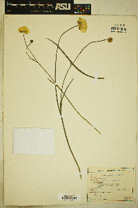 Ranunculus gramineus image