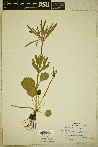 Ranunculus inamoenus image