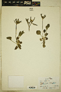 Ranunculus inamoenus image