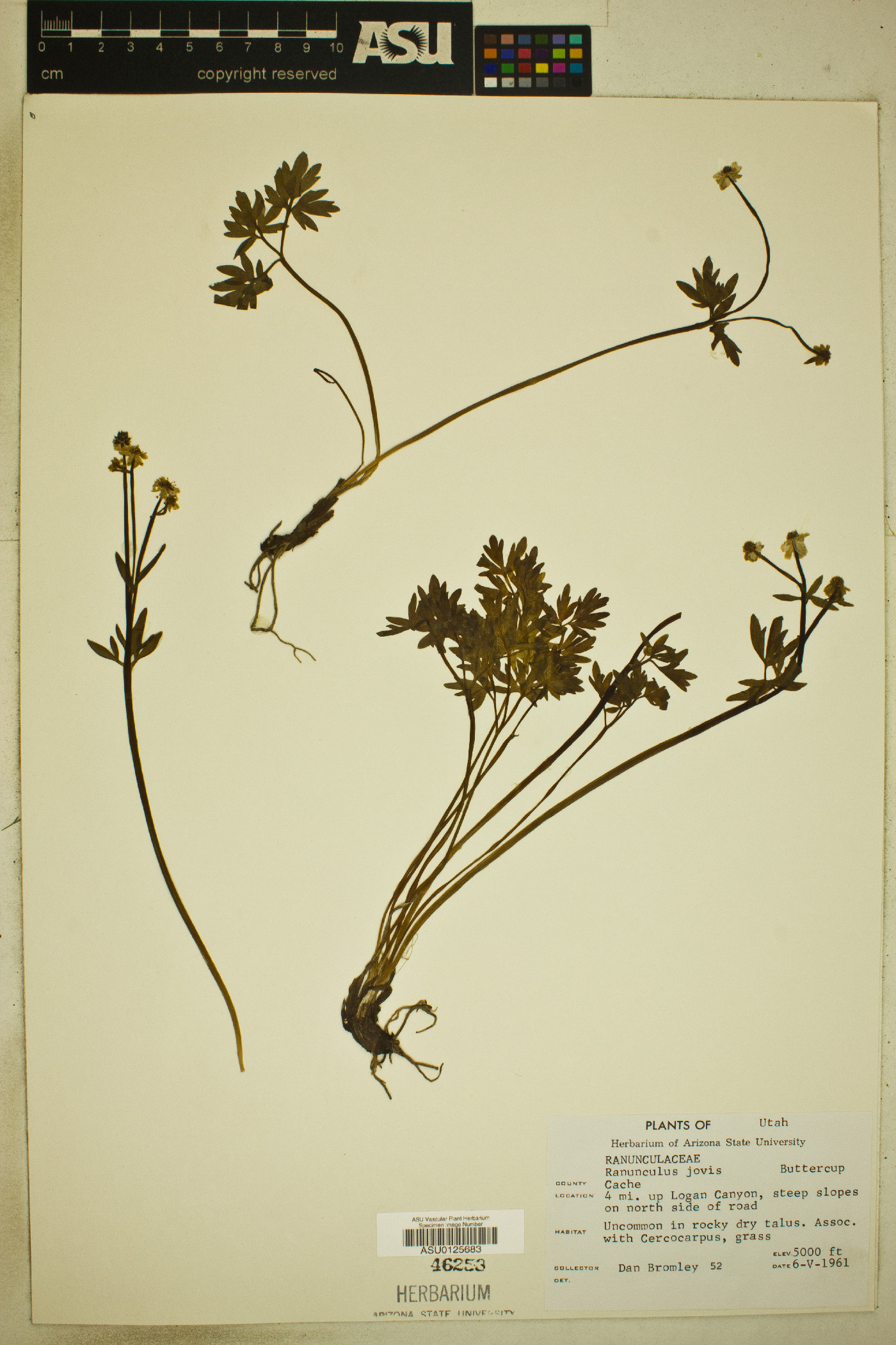 Ranunculus jovis image