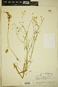 Ranunculus laxicaulis image