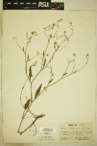 Ranunculus laxicaulis image