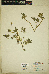 Ranunculus macounii image