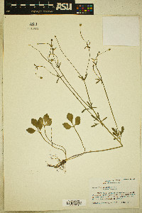 Ranunculus micranthus image