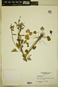 Ranunculus micranthus var. micranthus image