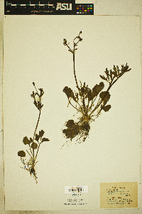 Ranunculus micranthus image