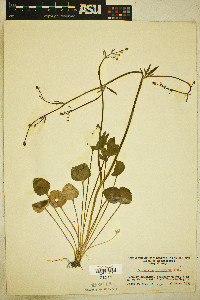 Ranunculus micranthus image