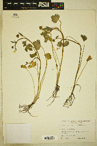 Ranunculus muricatus image