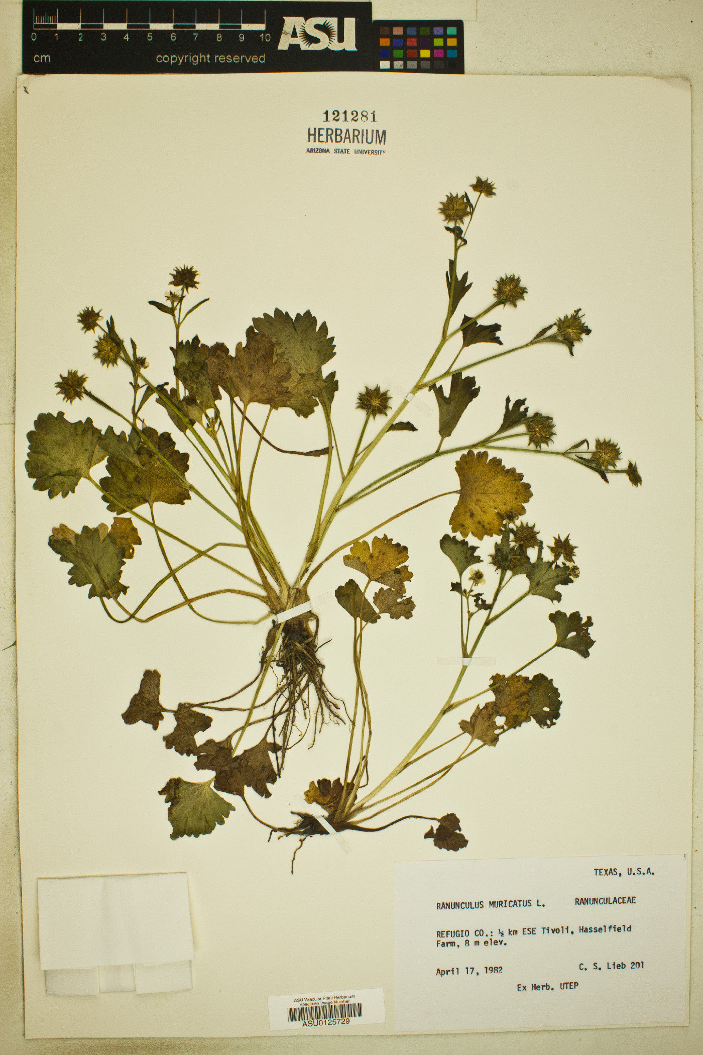 Ranunculus muricatus image