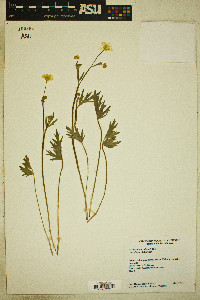 Ranunculus occidentalis image