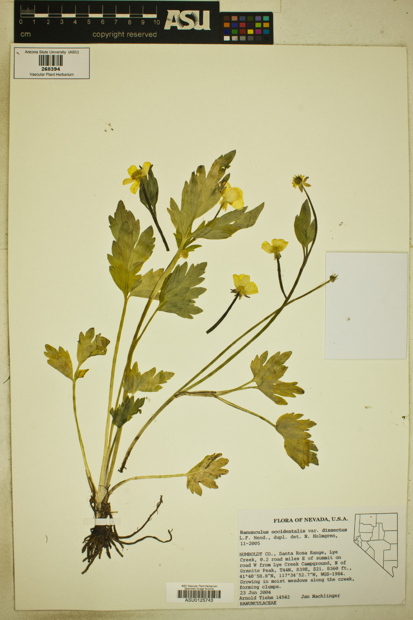 Ranunculus occidentalis var. dissectus image