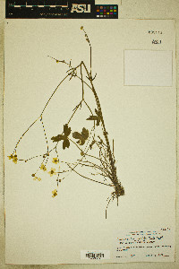 Ranunculus occidentalis var. eisenii image