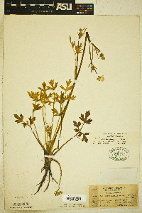Ranunculus occidentalis var. eisenii image