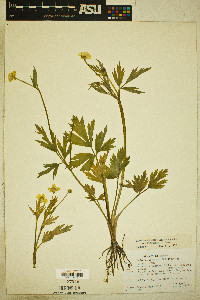 Ranunculus orthorhynchus var. platyphyllus image