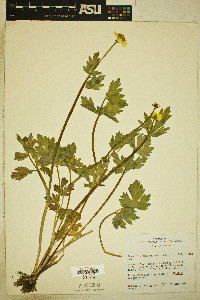 Ranunculus orthorhynchus var. platyphyllus image