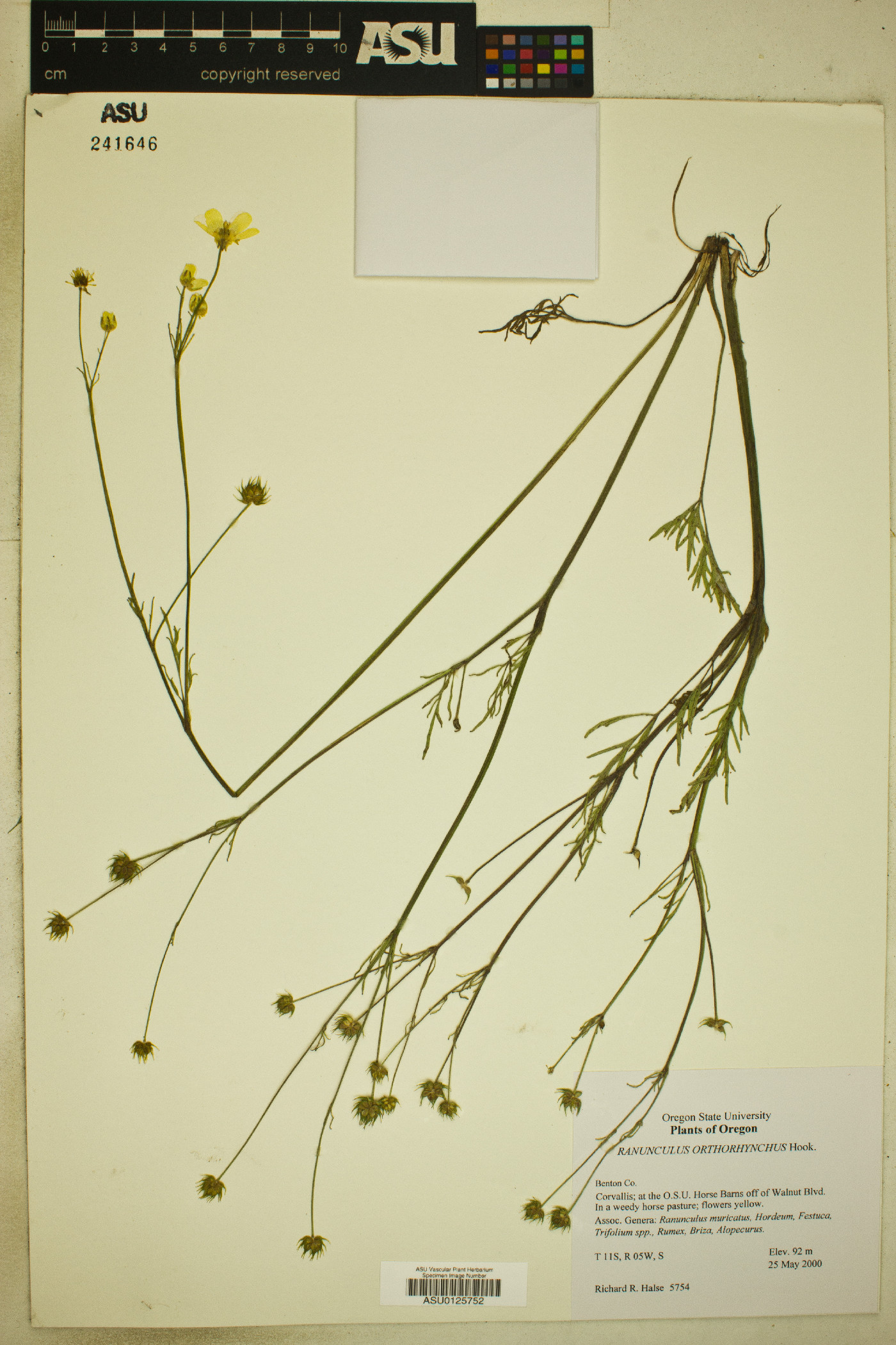 Ranunculus orthorhynchus image