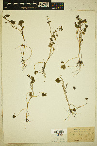 Ranunculus parviflorus image