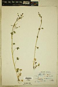 Ranunculus pennsylvanicus image