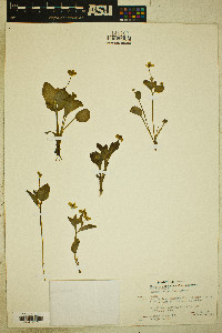 Ranunculus populago image